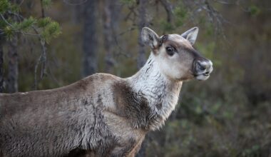Metsäpeura jäi suden saaliiksi – peuralle asennettu kuolinkello paljasti tapahtuneen - Metsä