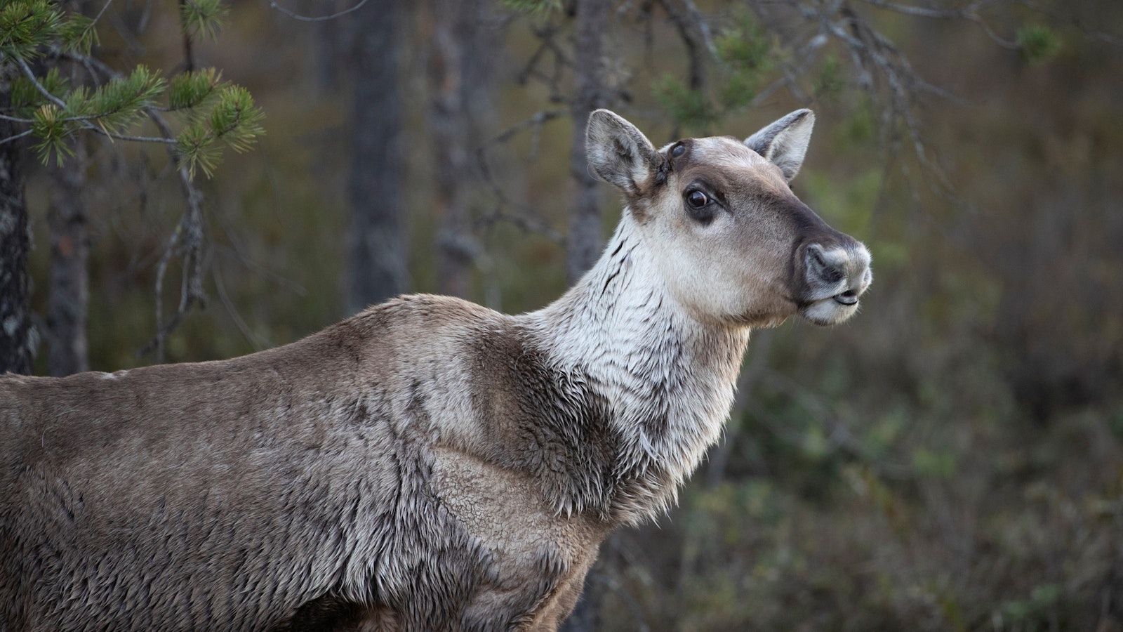 Metsäpeura jäi suden saaliiksi – peuralle asennettu kuolinkello paljasti tapahtuneen - Metsä
