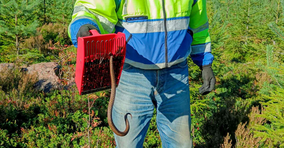 Antero Rantalainen raapaisi kyyn poimuriinsa Jaalassa: ”Kyllä minä vähän säikähdin” | Kotimaa