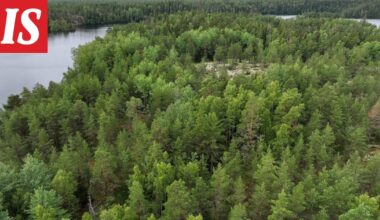Tutkijat ymmällään: Puita kuolee hälyttävää tahtia