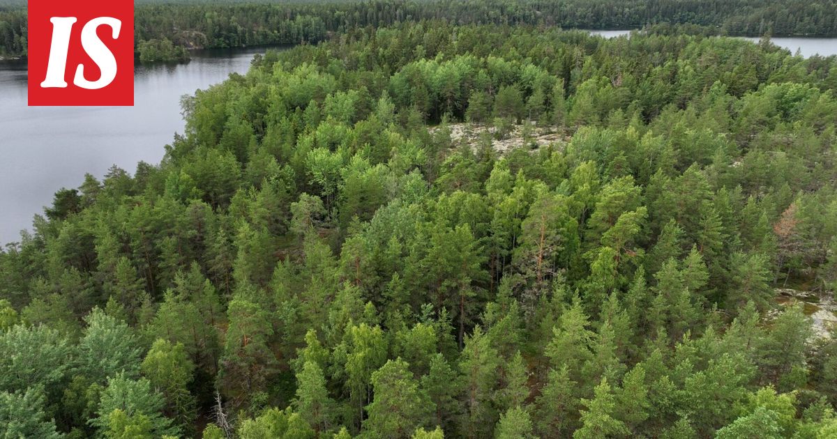 Tutkijat ymmällään: Puita kuolee hälyttävää tahtia