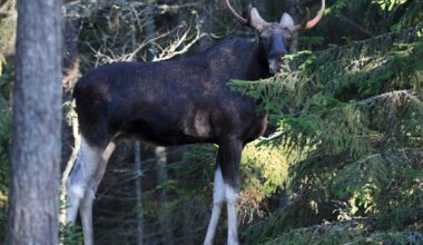 Poliisi hääti uroshirveä pihoista valoilla, äänellä ja painepesurilla – hirvi potki poliisiauton tuulilasin säröille - Uutiset kotimaasta ja maailmalta