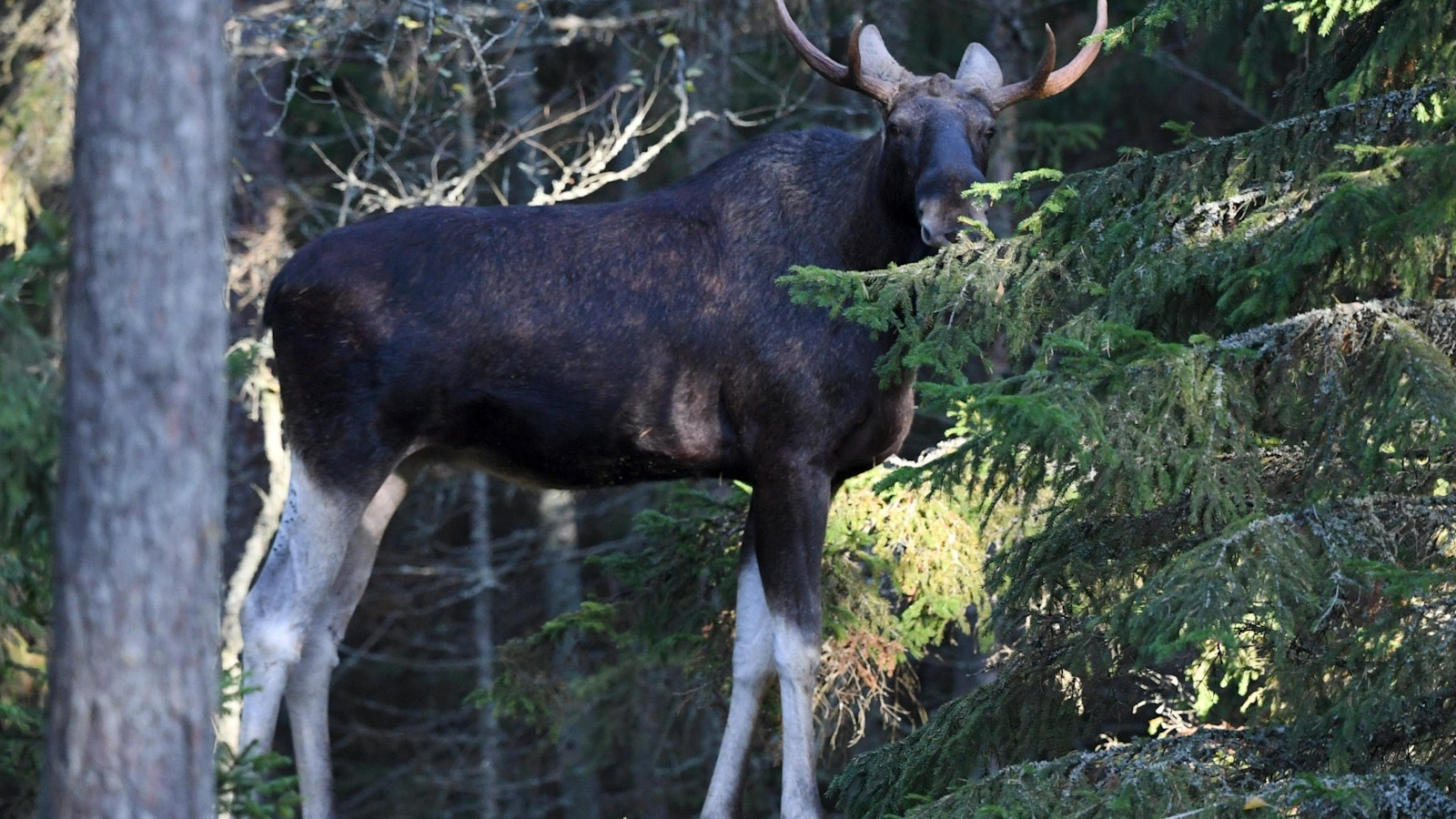 Poliisi hääti uroshirveä pihoista valoilla, äänellä ja painepesurilla – hirvi potki poliisiauton tuulilasin säröille - Uutiset kotimaasta ja maailmalta