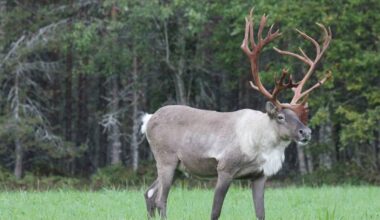Metsäpeuran suurimmat uhkaajat ovat suurpetoja – ihminen ja muut lihansyöjät