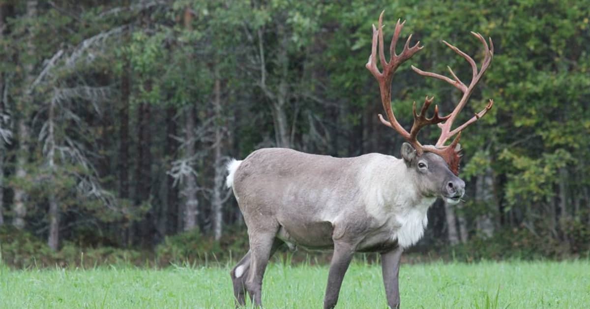 Metsäpeuran suurimmat uhkaajat ovat suurpetoja – ihminen ja muut lihansyöjät