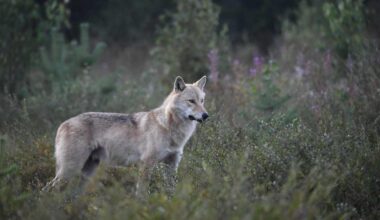 Hallitus ehdottaa suden kiintiömetsästyksen sallimista | Uutisia lyhyesti