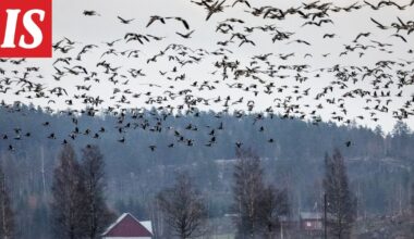 Valkoposkihanhet saapuvat Itä-Suomeen viikonloppuna - Ilta-Sanomat