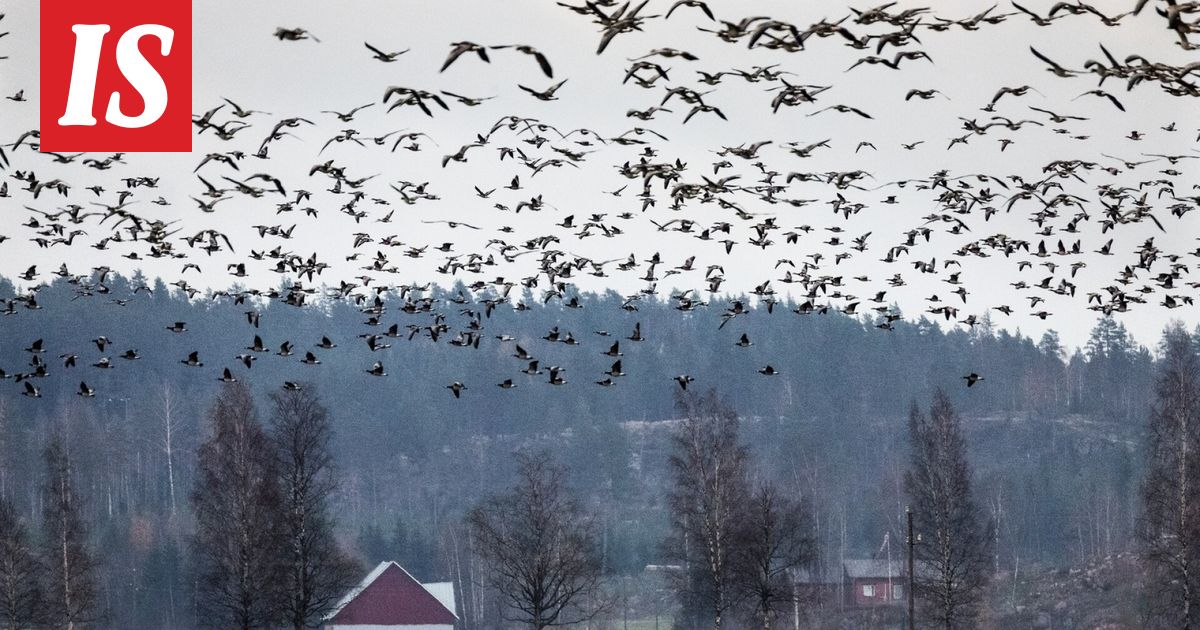 Valkoposkihanhet saapuvat Itä-Suomeen viikonloppuna - Ilta-Sanomat