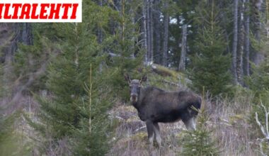 Hirvikolari Kuopiossa – Moottoripyöräilijä kuoli