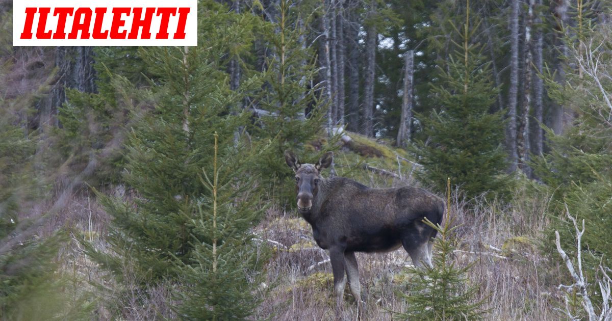 Hirvikolari Kuopiossa – Moottoripyöräilijä kuoli