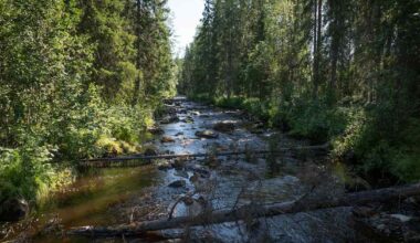 Kalat pääsevät uusiin vesiin Tornionjoelta – Euroopan suurin vesistön­kunnostus avasi 163 kilometriä jokia ja puroja | Lappi