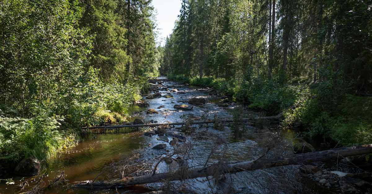 Kalat pääsevät uusiin vesiin Tornionjoelta – Euroopan suurin vesistön­kunnostus avasi 163 kilometriä jokia ja puroja | Lappi