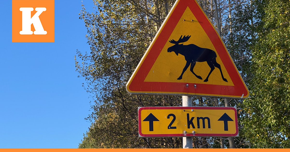 Hirvikolarin riski on jälleen kohonnut – viime vuonna kolareita oli eniten Pohjois-Pohjanmaalla