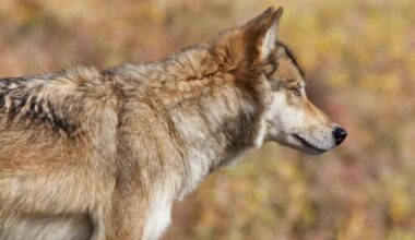 DNA-analyysit paljastavat koirasuden liikkuneen Närpiön alueella – varmaa ei ole, onko se tappanut lampaita | Pohjanmaa
