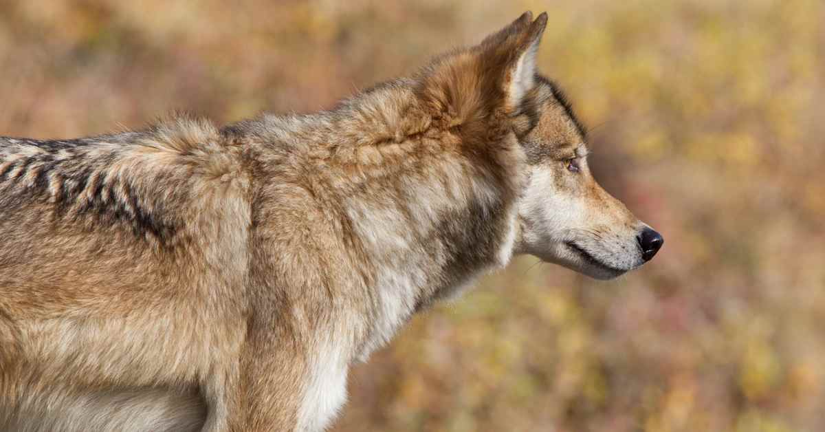 DNA-analyysit paljastavat koirasuden liikkuneen Närpiön alueella – varmaa ei ole, onko se tappanut lampaita | Pohjanmaa