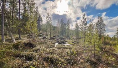 Pariskunta lahjoitti 21 hehtaarin alueen luonnonsuojeluun Ivalossa | Lappi