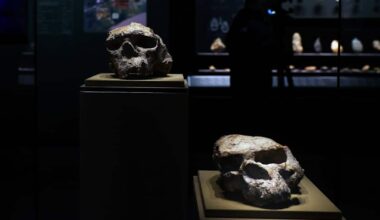 Ihmisen evoluution historiaa kirjoitetaan uudelleen – löydökset herättävät kysymyksiä | Kotimaa