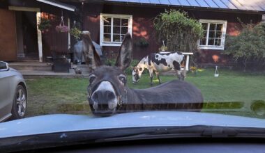 Julkkisaasi Sumu Sireeni joutui vakavaan onnettomuuteen – myrsky kaatoi puun sen niskaan - Koti