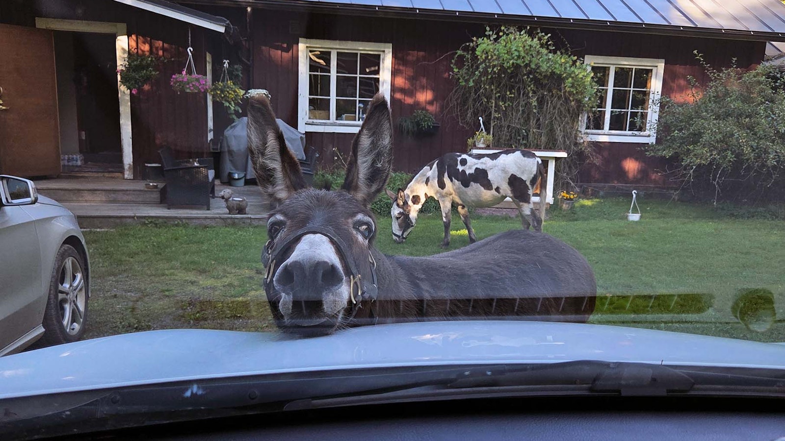 Julkkisaasi Sumu Sireeni joutui vakavaan onnettomuuteen – myrsky kaatoi puun sen niskaan - Koti