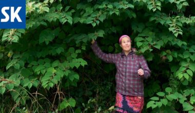 Haitalliset vieraslajit ovat levinneet Hangon maankaatopaikalta lähiympäristöön