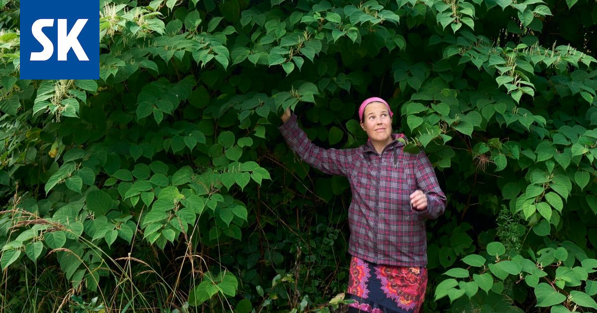 Haitalliset vieraslajit ovat levinneet Hangon maankaatopaikalta lähiympäristöön