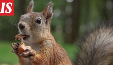 ”Ilkeä orava” vie ihmisiä päivystykseen Kaliforniassa