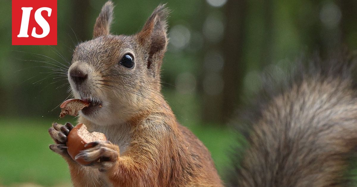 ”Ilkeä orava” vie ihmisiä päivystykseen Kaliforniassa