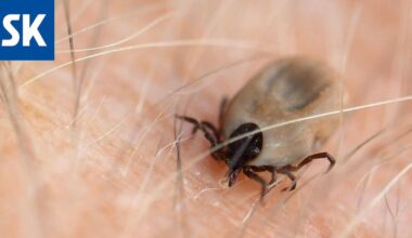 Puutiaisaivotulehdusten määrä noussee jälleen - Satakunnan Kansa
