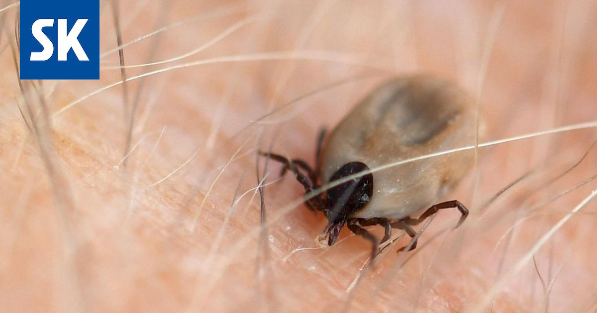 Puutiaisaivotulehdusten määrä noussee jälleen - Satakunnan Kansa