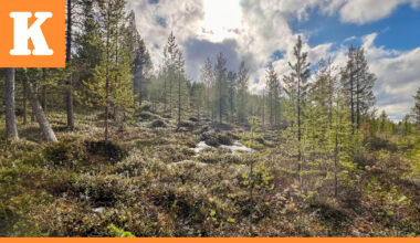 Luonnonperintösäätiölle lahjoitettiin 21 hehtaarin suojelualue Ivalossa