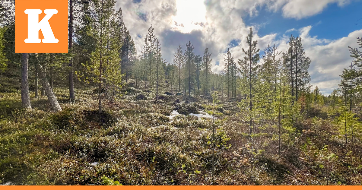 Luonnonperintösäätiölle lahjoitettiin 21 hehtaarin suojelualue Ivalossa