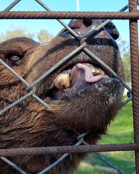 Vyöti-karhun hampaat olivat huonossa kunnossa.