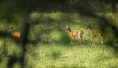 Peurakolarit yleistyneet vauhdilla ‒ pelti rytisee Lounais-Suomessa - Koneet ja autot