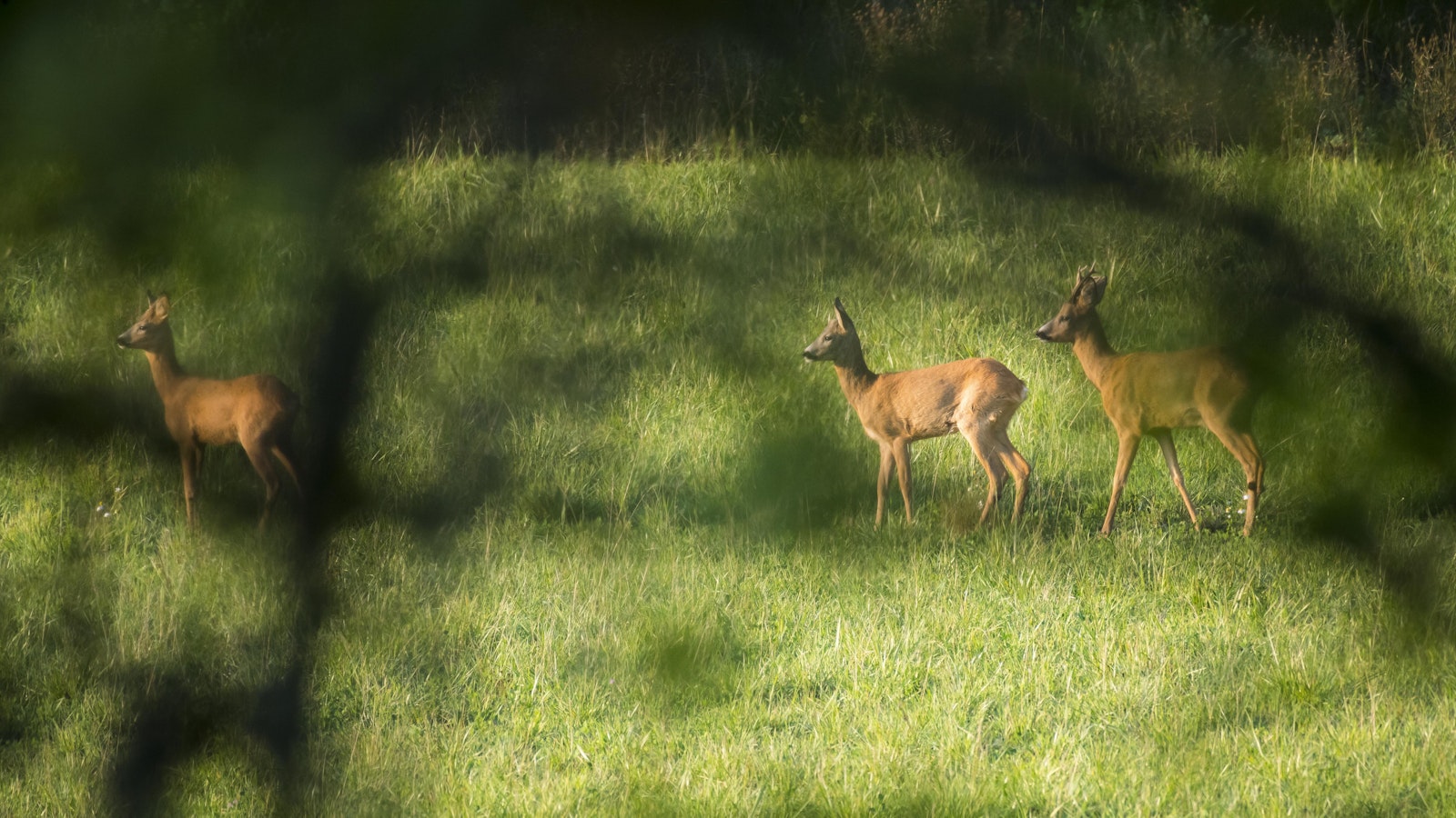 Peurakolarit yleistyneet vauhdilla ‒ pelti rytisee Lounais-Suomessa - Koneet ja autot