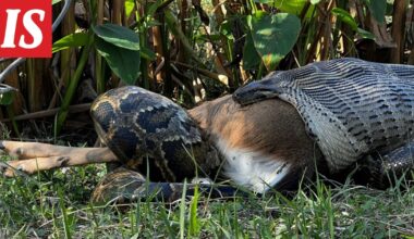 Burmanpyton oksensi hotkimansa peuran - Ilta-Sanomat