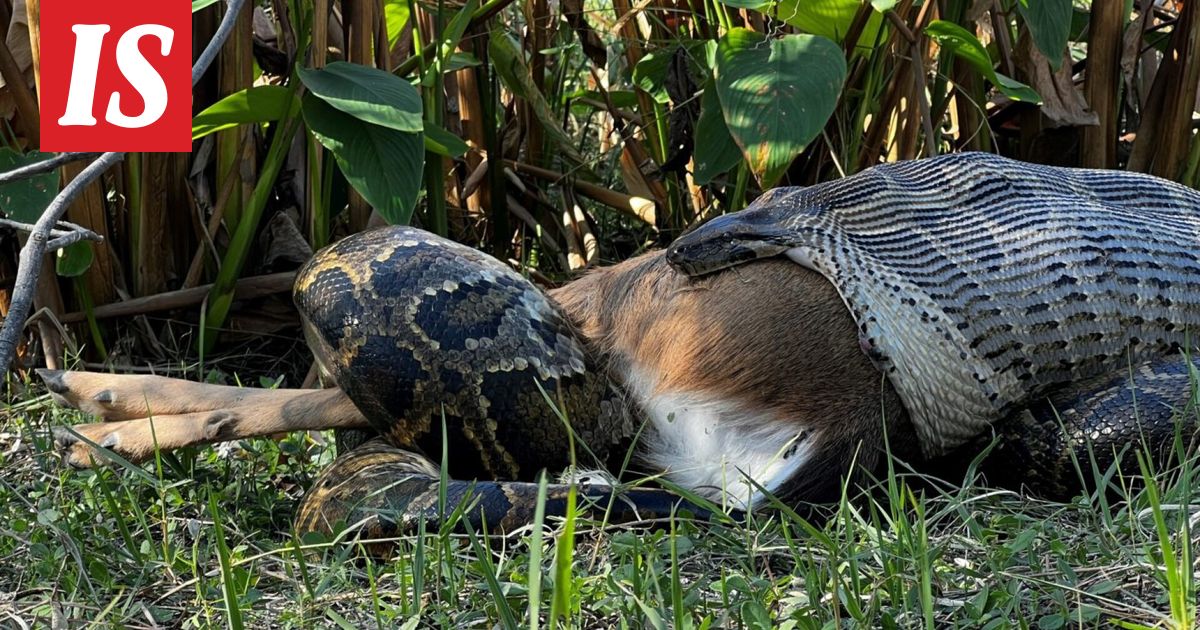 Burmanpyton oksensi hotkimansa peuran - Ilta-Sanomat