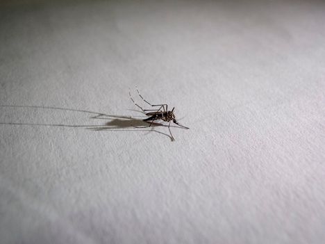 Chikungunya on hyttysten levittämä virus, joka aiheuttaa korkeaa kuumetta ja kovia, usein lamauttavia nivelkipuja.