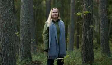 Tutkijat löysivät kuusten neulasista kultaa Kittilässä – se voi muuttaa kaivos­teollisuutta | Kotimaa