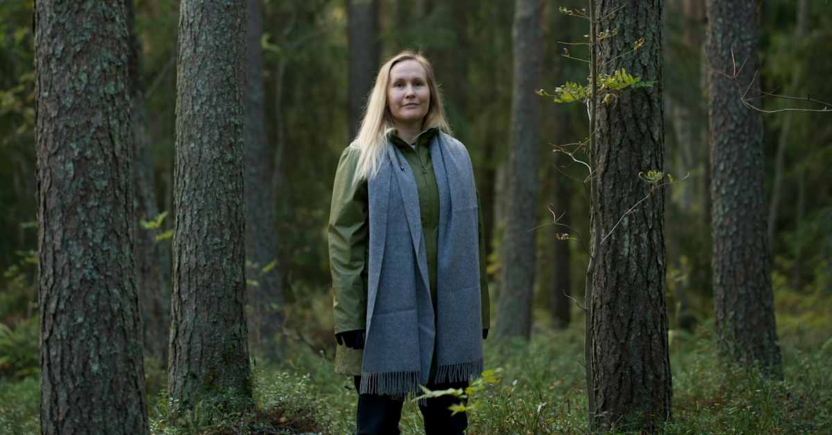 Tutkijat löysivät kuusten neulasista kultaa Kittilässä – se voi muuttaa kaivos­teollisuutta | Kotimaa