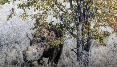 Namibiassa riehuva maastopalo on korventanut jo kolmanneksen isosta kansallis­puistosta | Uutisia lyhyesti