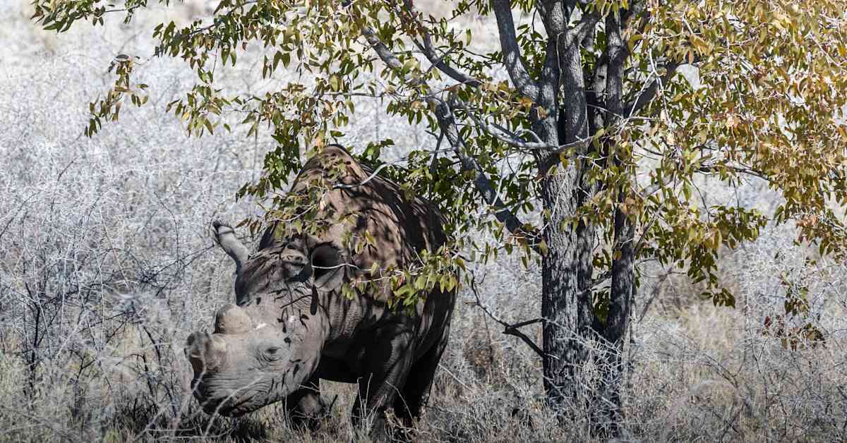 Namibiassa riehuva maastopalo on korventanut jo kolmanneksen isosta kansallis­puistosta | Uutisia lyhyesti