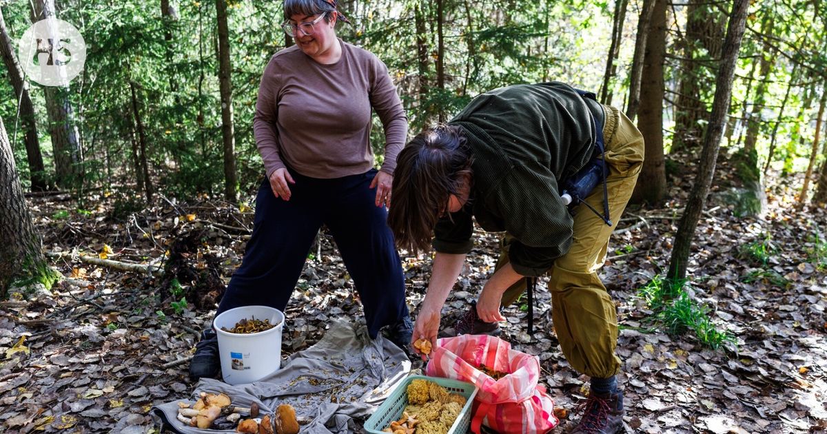 Vapaa-aika | Metsät ovat nyt täynnä sieniä: Sieniretkeilijät esittelevät saaliinsa - HS.fi