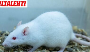 Näin jyrsijälle käy, kun sille antaa peukkua