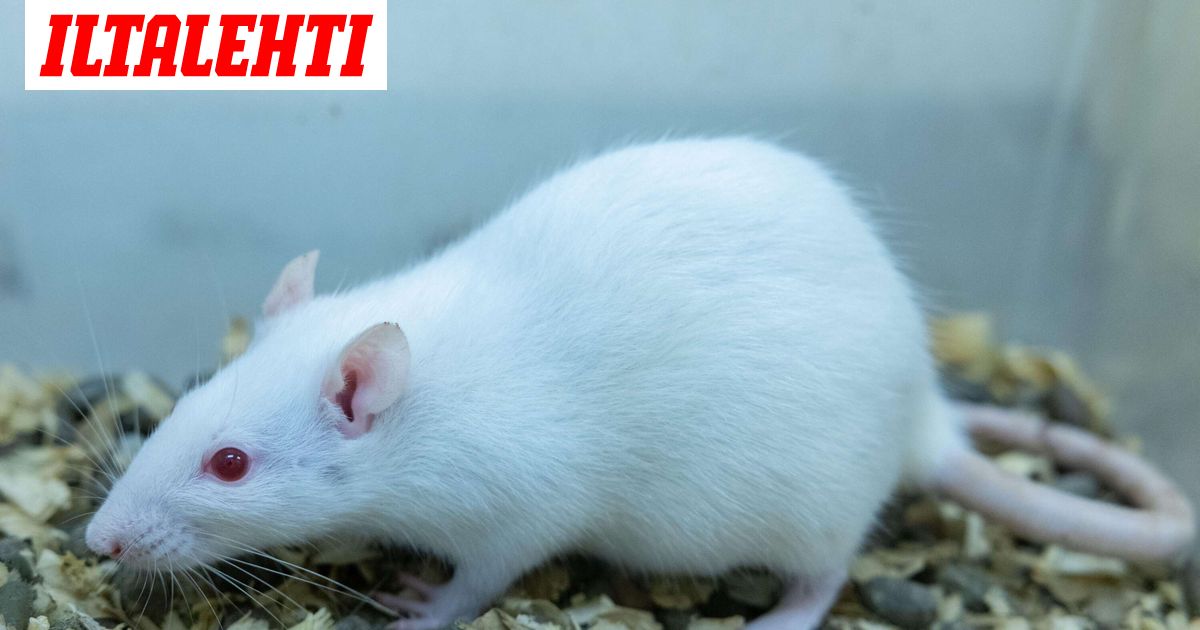 Näin jyrsijälle käy, kun sille antaa peukkua