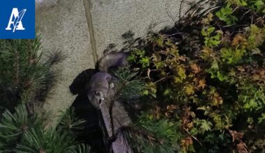 Tampereen ydin­keskustassa tavattiin sunnuntai-iltana harvinainen kulkija