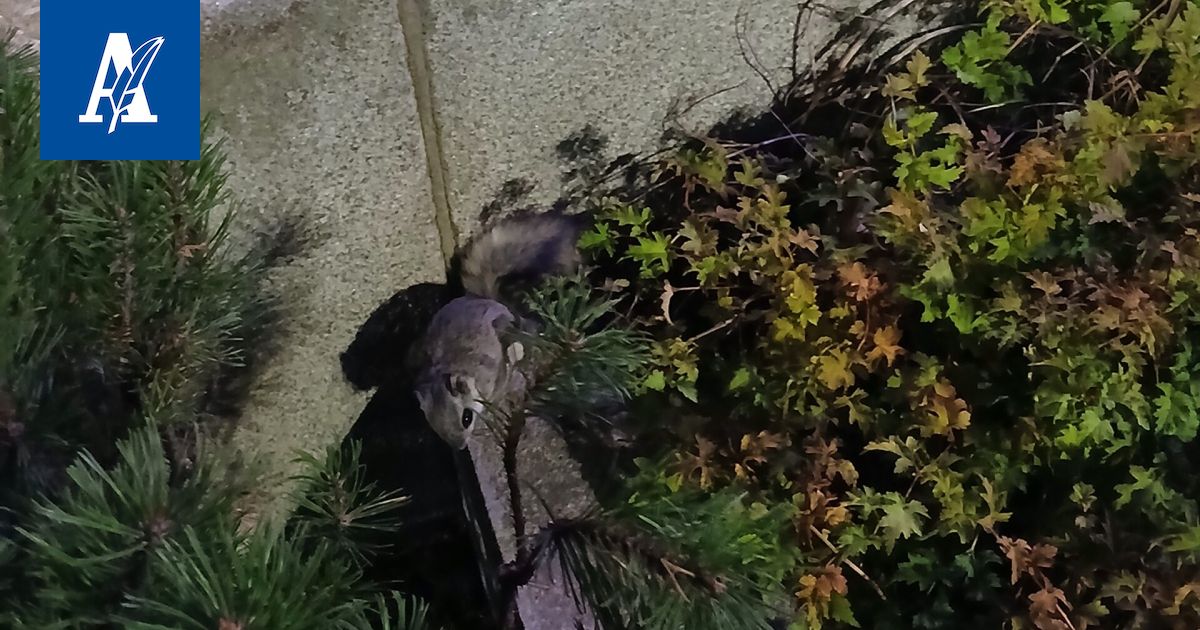 Tampereen ydin­keskustassa tavattiin sunnuntai-iltana harvinainen kulkija