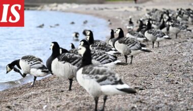 Hallituksessa erimielisyyttä valkoposkihanhien ”pistämisestä pataan”