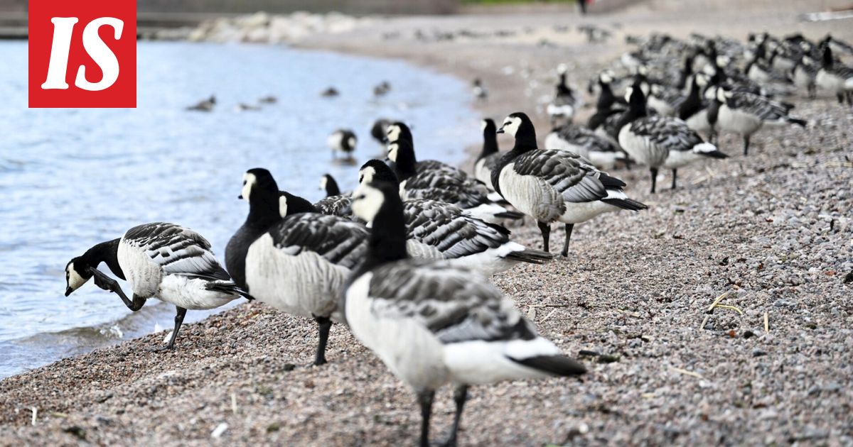 Hallituksessa erimielisyyttä valkoposkihanhien ”pistämisestä pataan”