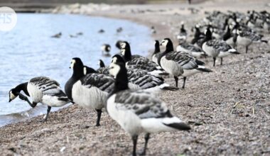 Hallituksessa erimielisyyttä valkoposkihanhien ”pistämisestä pataan”