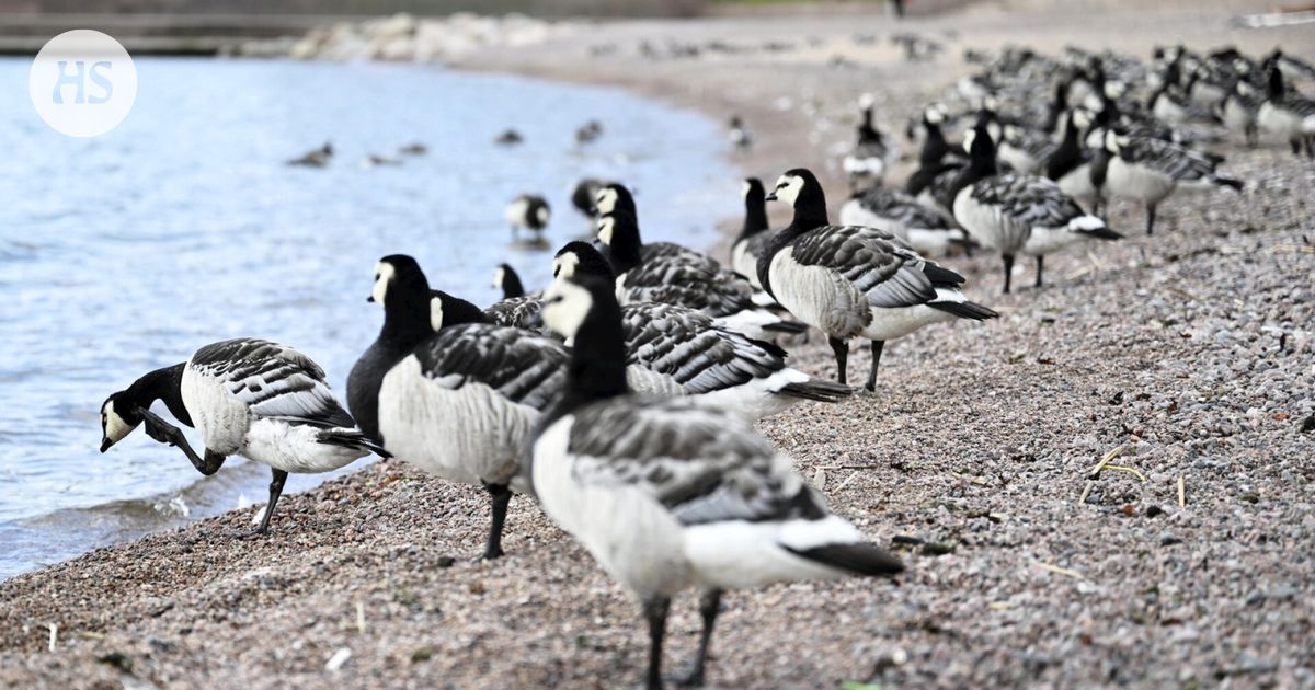 Hallituksessa erimielisyyttä valkoposkihanhien ”pistämisestä pataan”